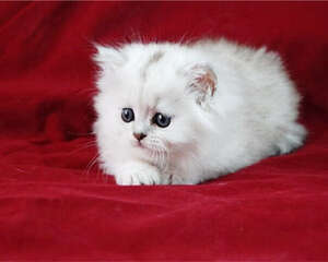 猫咪喜欢打呼噜的原因