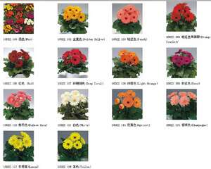 花盆栽培非洲菊 GERBERA (新贵系列)品种