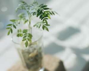 窗内绿影成家居装饰重要环节（图）