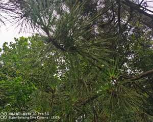 松树的功效与作用