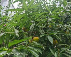 桃子的寓意和象征