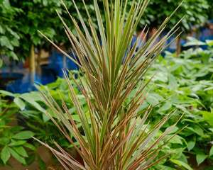 千年木怎么修剪