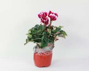 仙客来花茎变软怎么办