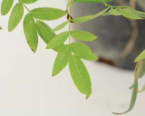 甜蜜红木香植物有毒吗，红木香图片及价格