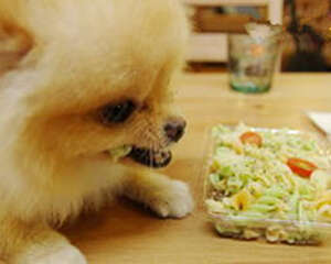 【测试】桌子测试法帮狗测智商