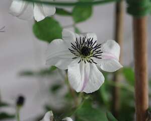 铁线莲几月修剪