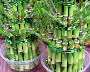 如何能让水培富贵竹在南方安全越冬