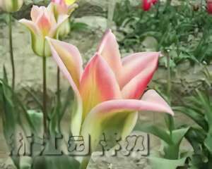 郁金香春节开花促成栽培经验谈（图）