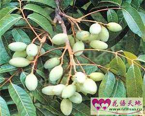 橄榄的花语：和平、天堂、珍贵、荣誉