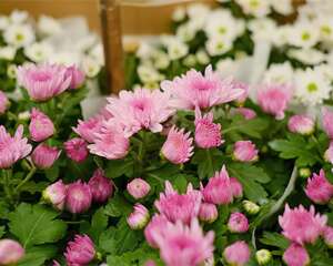 这花冒了100个花苞，被她剪了70个，心疼！