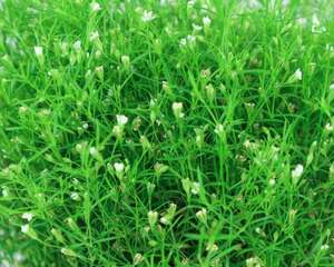 满天星是干花还是鲜花，多少钱一束