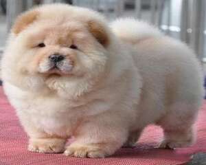 狗可以活多久?松狮犬寿命