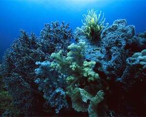 水族海绵动物的品种分类