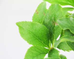 铁筷子的养殖方法及注意事项