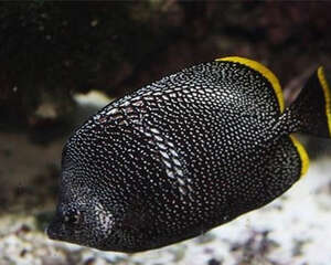 绣蝴蝶鱼的饲养环境