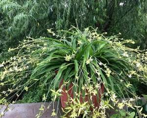 1盆吊兰抽出50个茎，根系一拽变老桩，真稀罕！