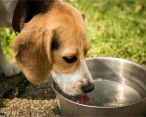 狗狗饮水的注意事项都有哪些？