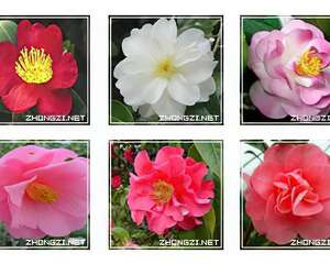 山茶花种植技术-山茶花图片