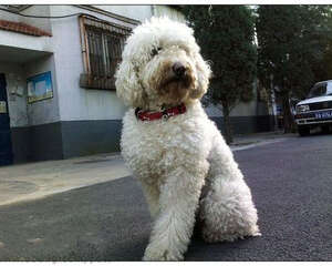 如何为狗狗挑选合适的项圈