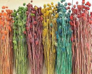 时尚的干燥花与压花(图)