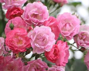 蔷薇叶子发黄怎么办