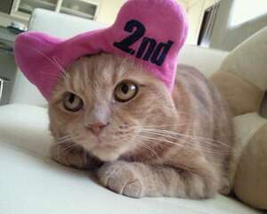 饲养宠物猫所讲究的风水