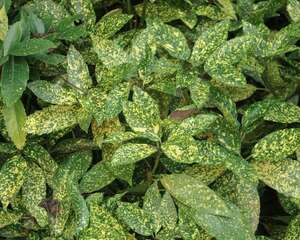 新买的洒金榕怎么养