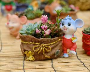 多肉植物怎么养
