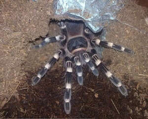 巴西白膝头的饲养环境要求