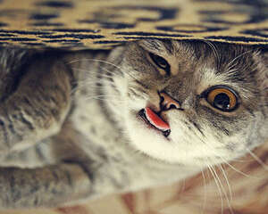 伸舌头卖萌可不是狗狗的专利！猫咪也有！