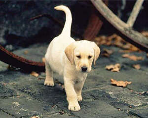 如何给流浪狗做一个全面的体检