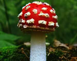 知道怎样准确识别毒蘑菇吗