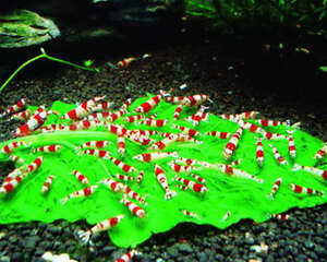 水族箱厌氧菌的培养方法