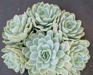十大散发香味多肉植物大起底：除了萌萌达我们还香气十足