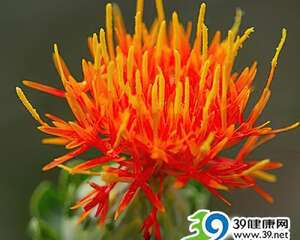 注意！喝藏红花会导致流产