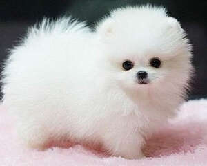 狗狗止血粉怎么用