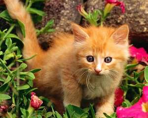 防止猫自发性膀胱炎的办法