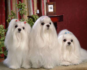 几种不易掉毛的小型犬