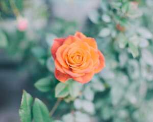 月季花品种大全