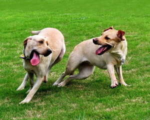 多狗家庭主人该如何劝架