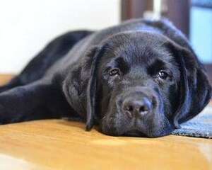 拉布拉多厌食该怎么办