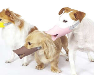 为什么有的狗狗爱咬人