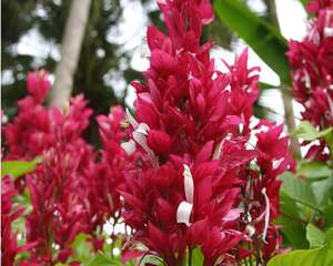 赤苞花的花语与象征意义