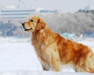 金毛犬特别容易便秘怎么办？