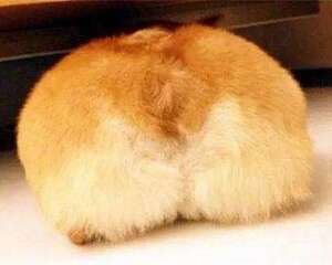柯基犬挑食不吃狗粮怎么办？