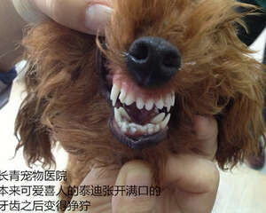 泰迪犬双排牙的危害