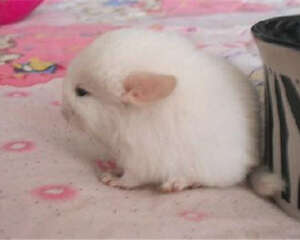 粉白龙猫的外形特点