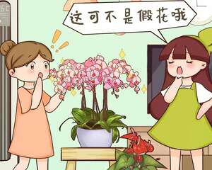 这花能开2个月，长的像假花，谁见都要摸一下！