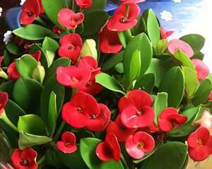 虎刺梅（铁海棠、虎刺）的介绍与保养护理要点