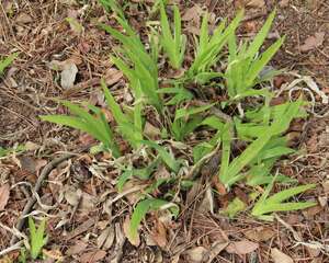 鸢尾为什么不开花